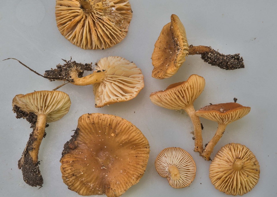 Lactarius obscuratus image