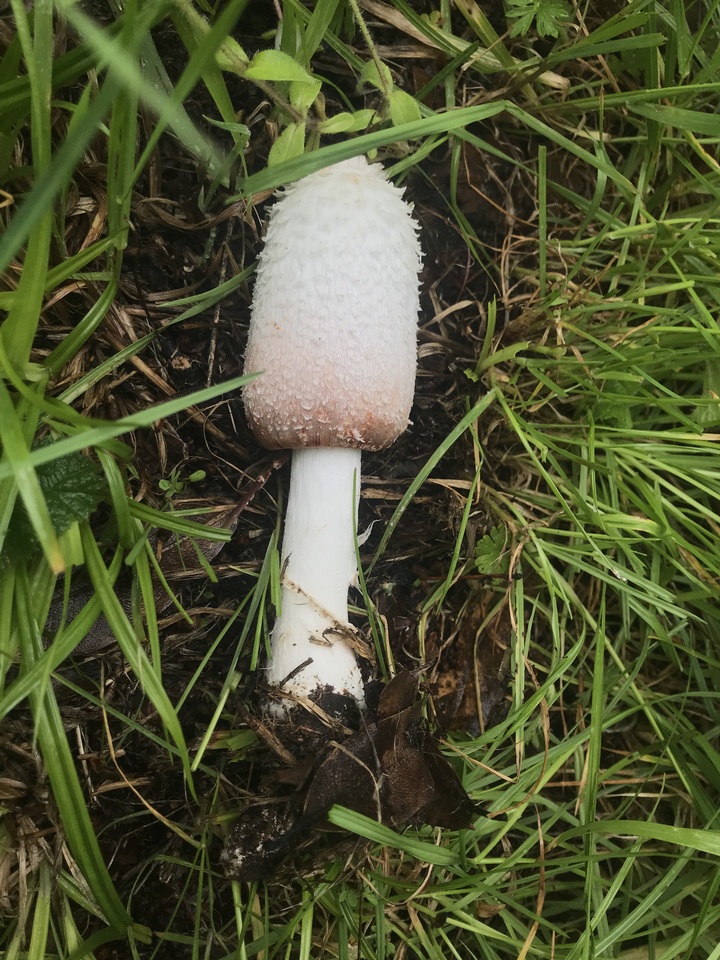 Coprinus vosoustii image