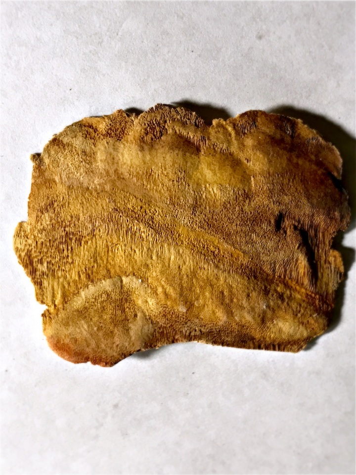Taiwanofungus image