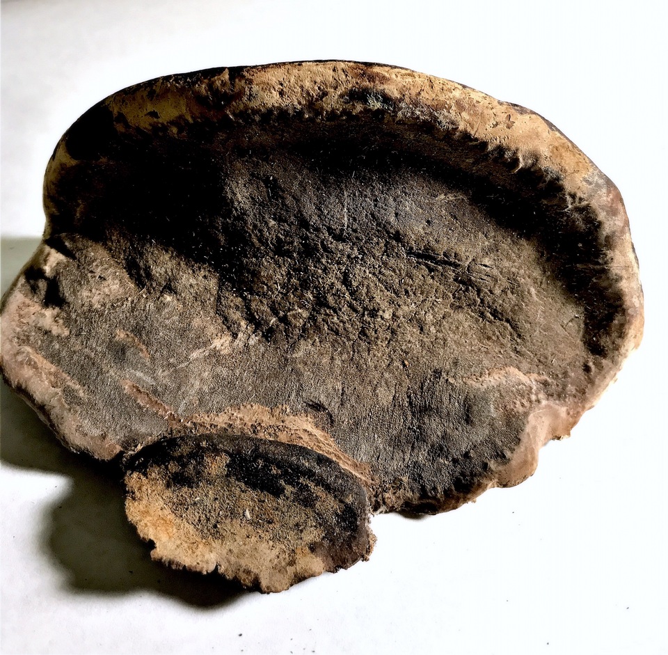 Nigrofomes sinomelanoporus image