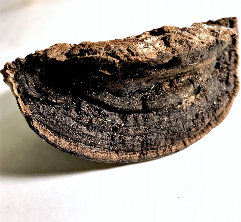 Nigrofomes sinomelanoporus image