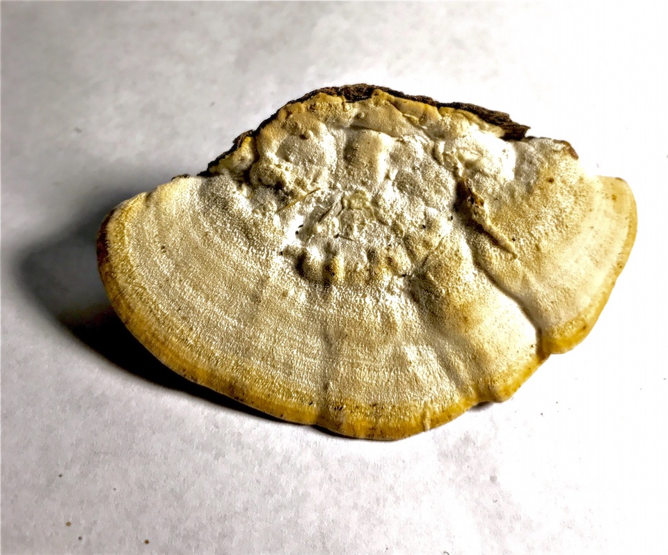 Cellulariella acuta image