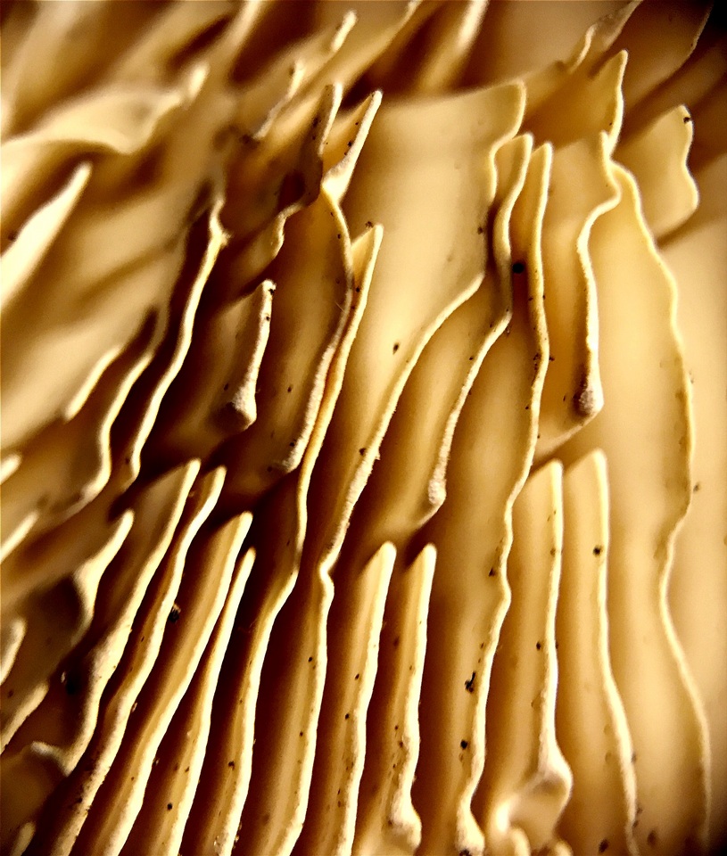 Cellulariella acuta image