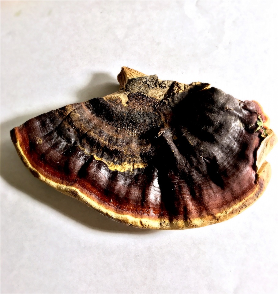 Ganoderma tropicum image