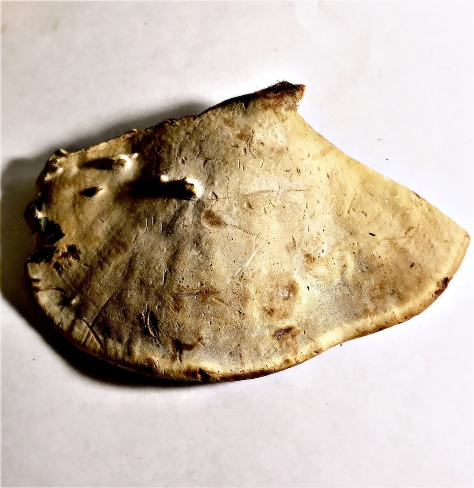 Ganoderma tropicum image