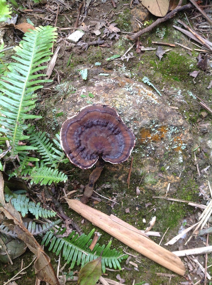 Amauroderma yunnanense image