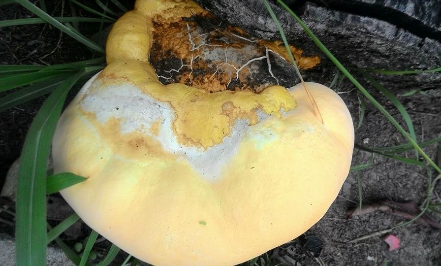 Ganoderma colossus image