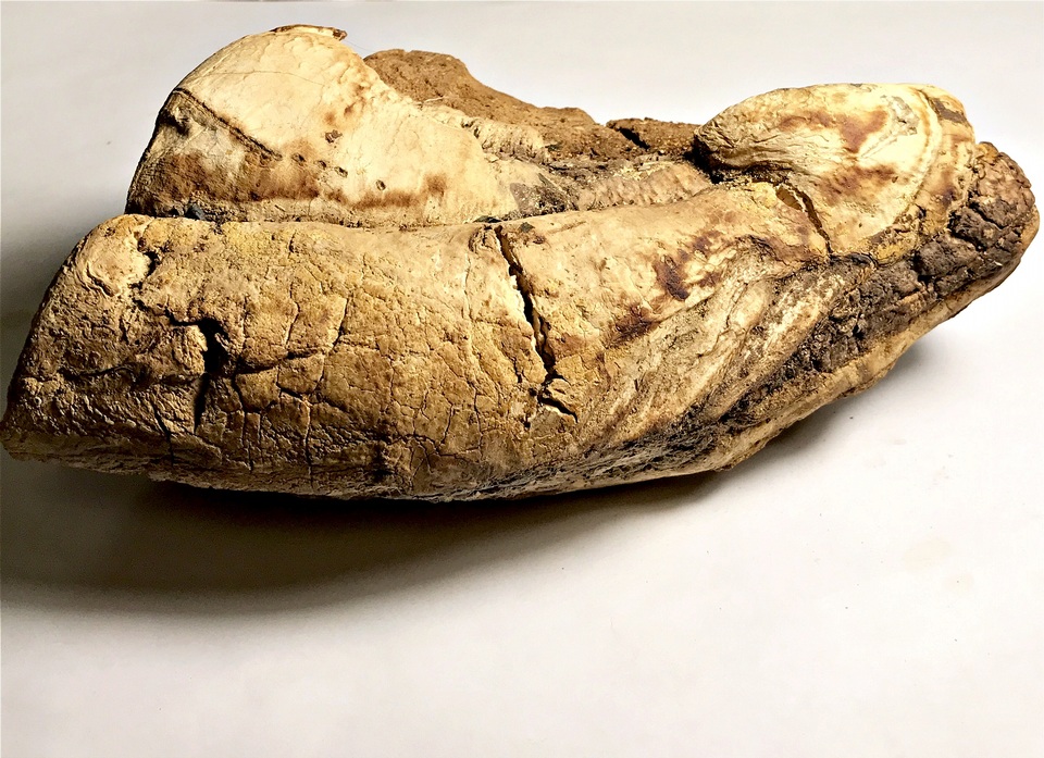 Ganoderma colossus image