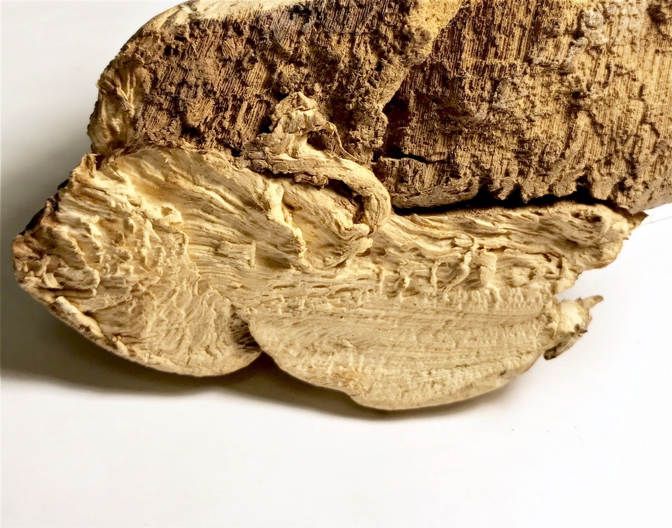 Ganoderma colossus image