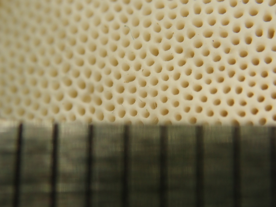 Trametes orientalis image