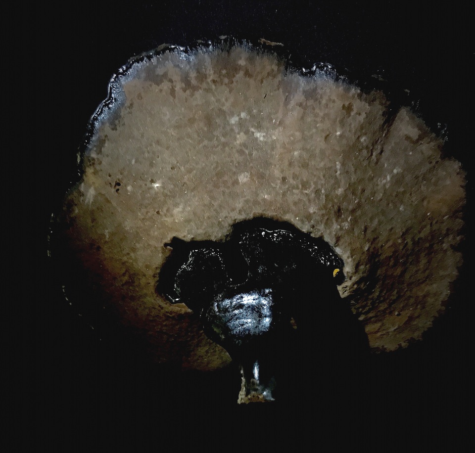 Ganoderma microsporum image