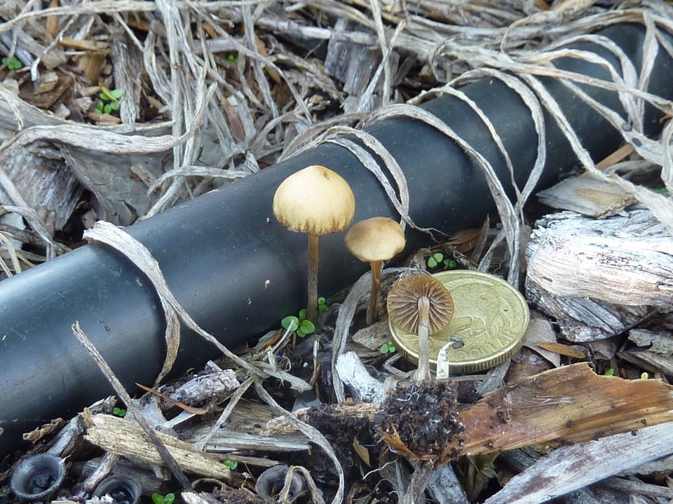 Psilocybe tasmaniana image