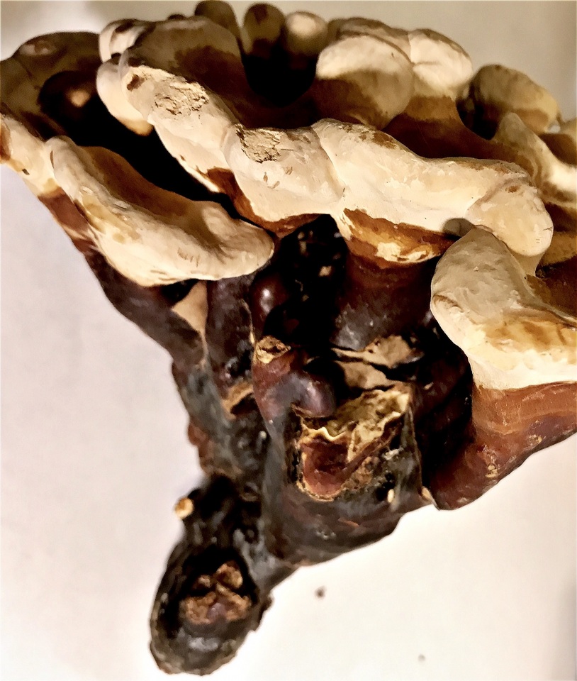 Ganoderma multipileum image