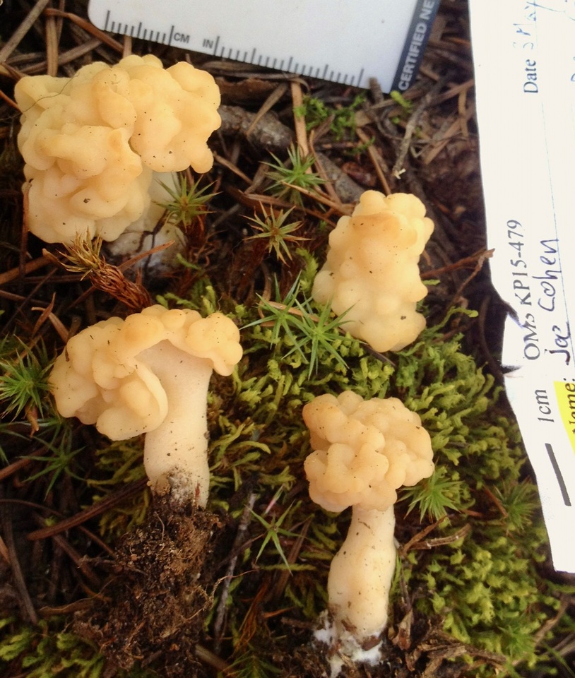 Gyromitra esculenta var. alba image