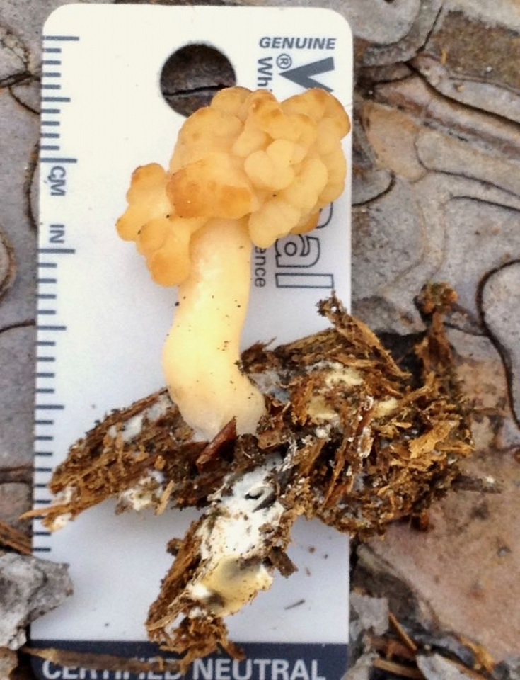 Gyromitra esculenta var. alba image