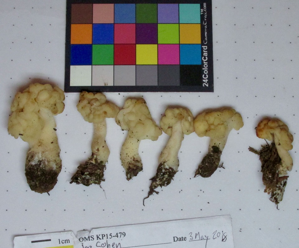 Gyromitra esculenta var. alba image