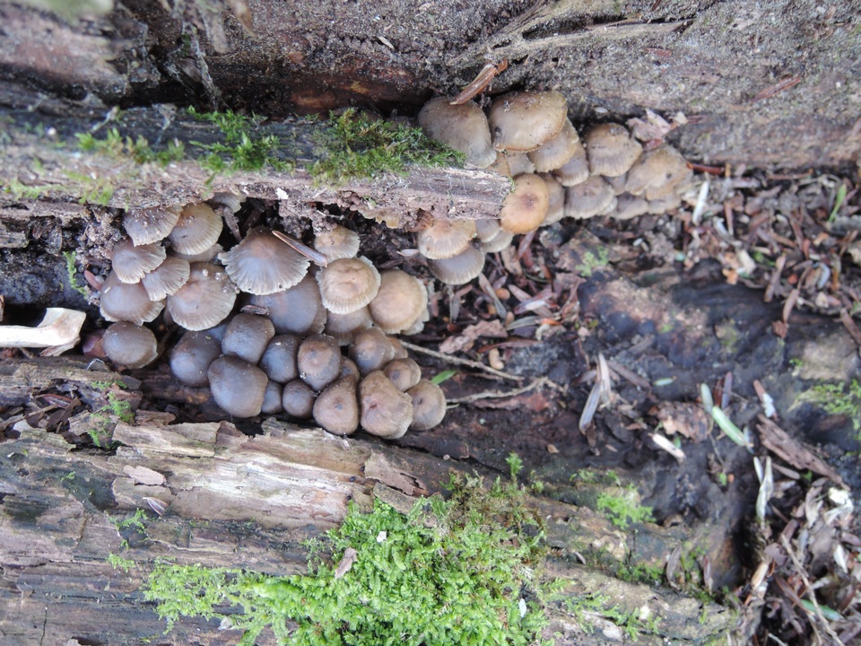 Mycena aprilis image