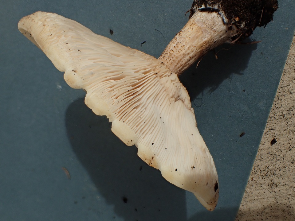 Melanoleuca verrucipes image