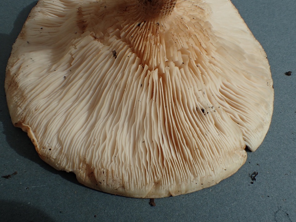 Melanoleuca verrucipes image