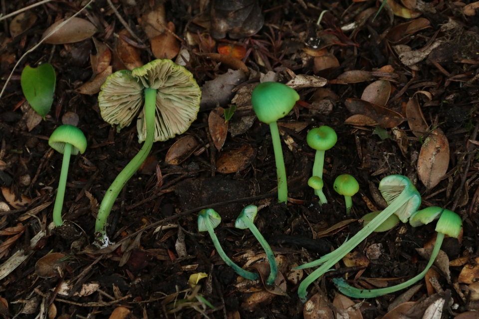 Entoloma necopinatum image