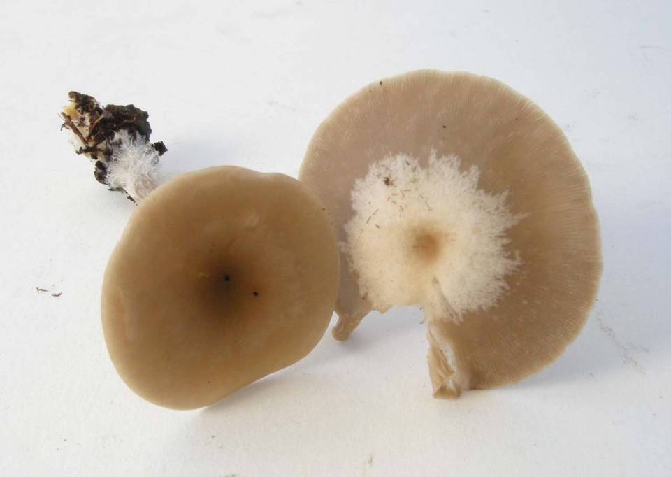 Clitocybe foveolata image
