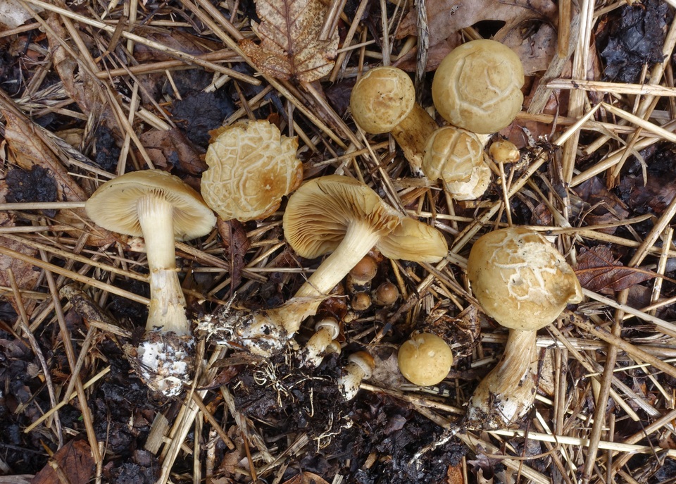 Agrocybe smithii image