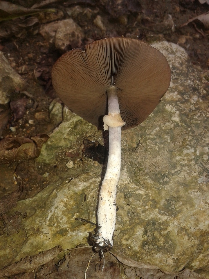 Agaricus martinicensis image