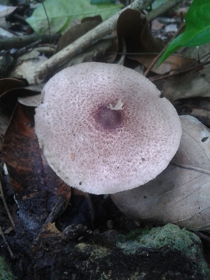 Agaricus martinicensis image