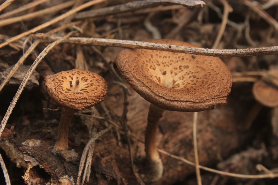 Lentinus swartzii image