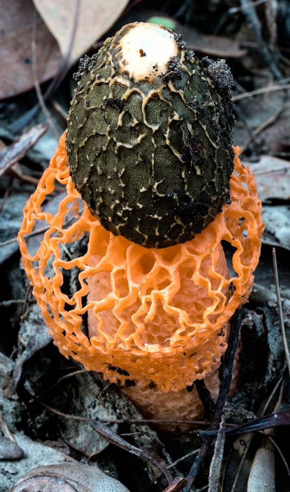 Phallus multicolor image