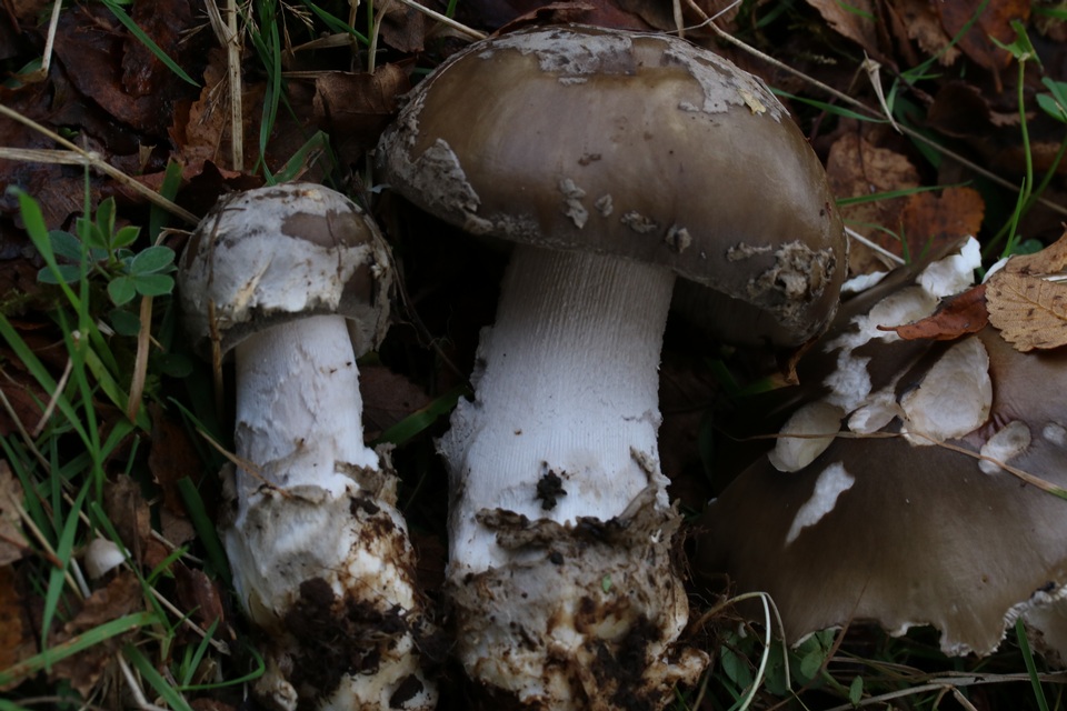 Amanita merxmuelleri image