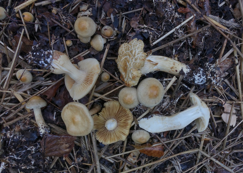 Agrocybe smithii image