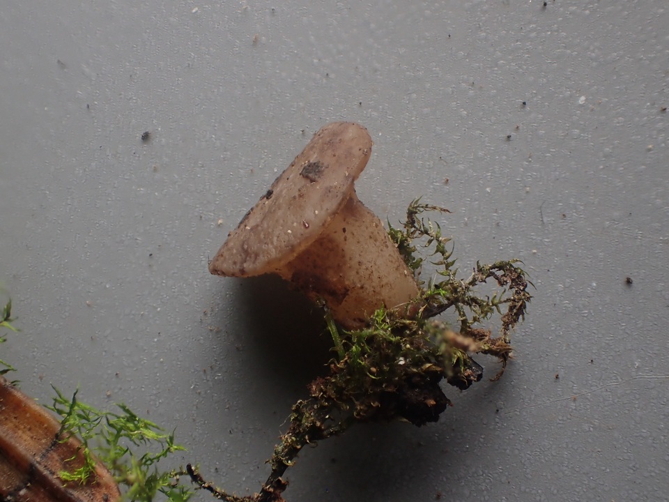 Cudoniella clavus image