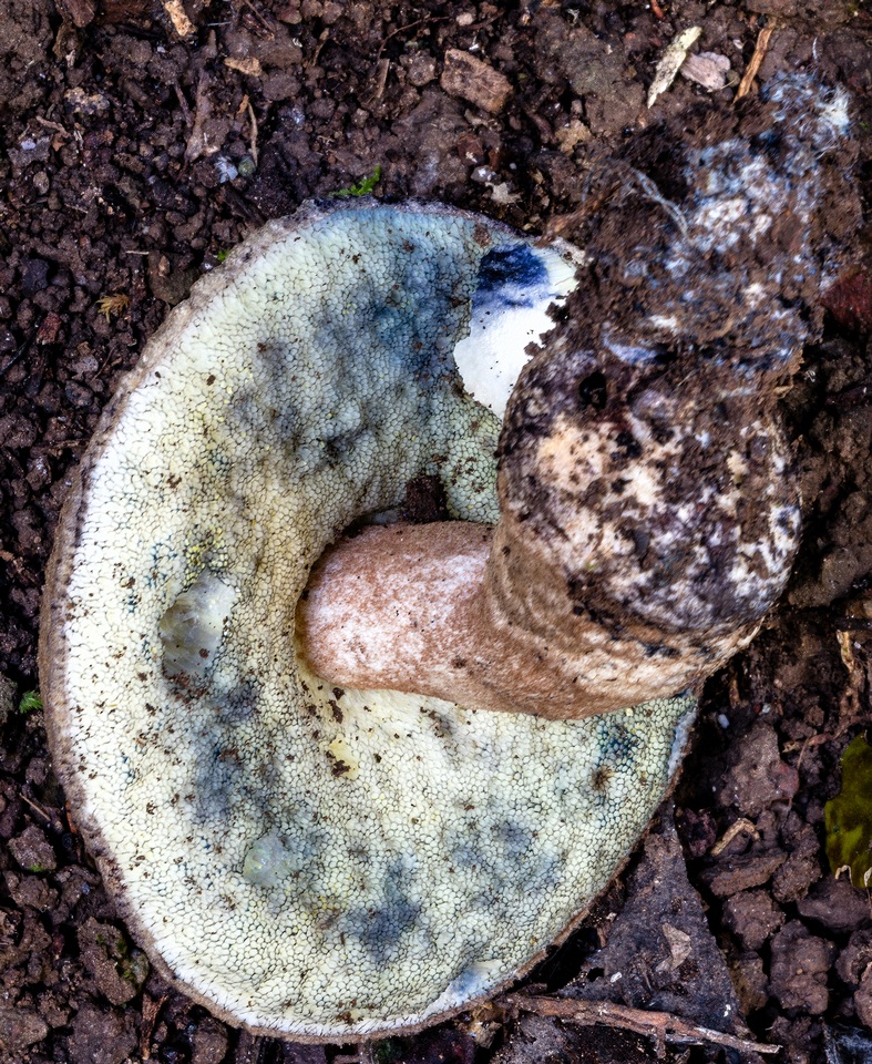 Gyroporus furvescens image