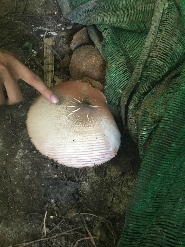 Volvariella volvacea image