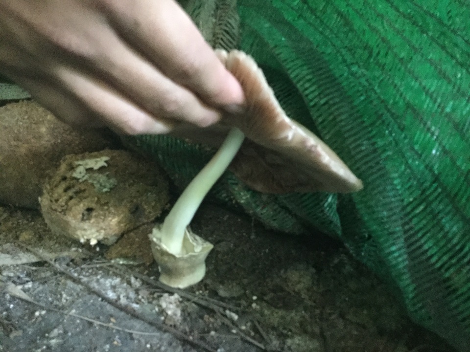 Volvariella volvacea image