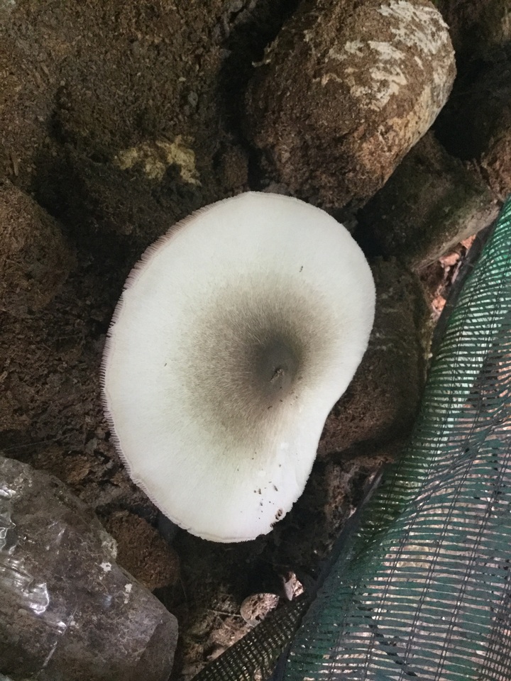 Volvariella volvacea image