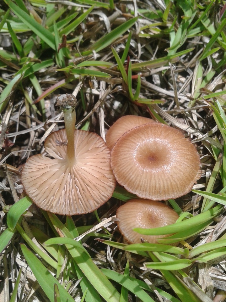 Entoloma umbiliciforme image