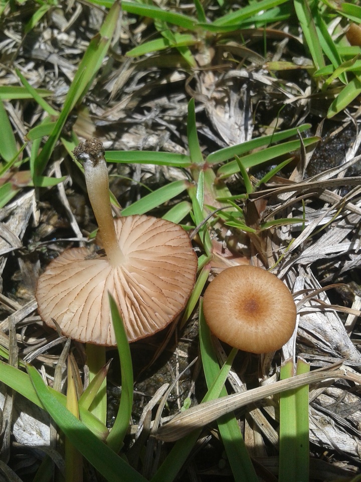 Entoloma umbiliciforme image