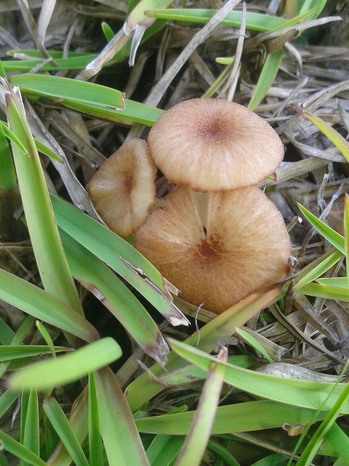 Entoloma umbiliciforme image