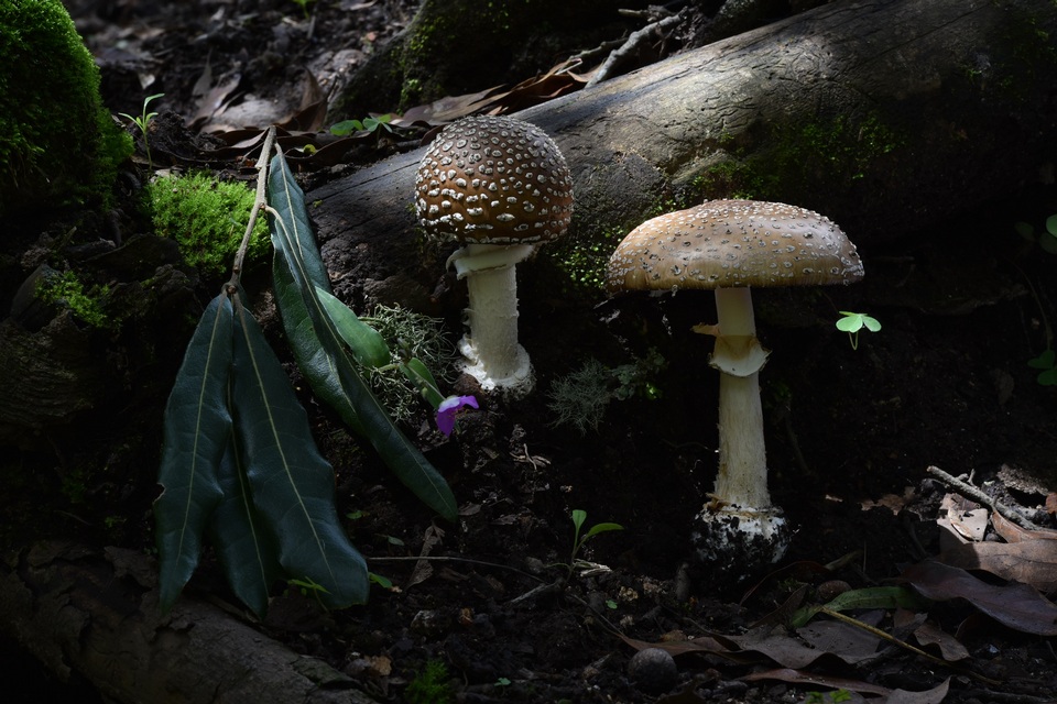 Amanita hallingiana image