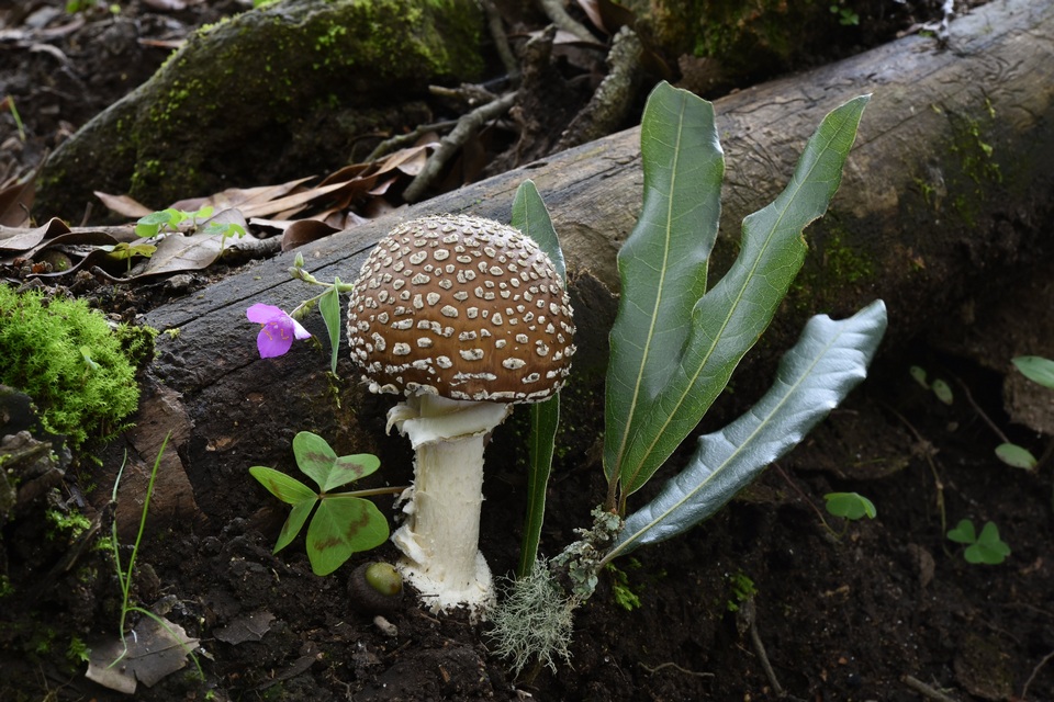 Amanita hallingiana image