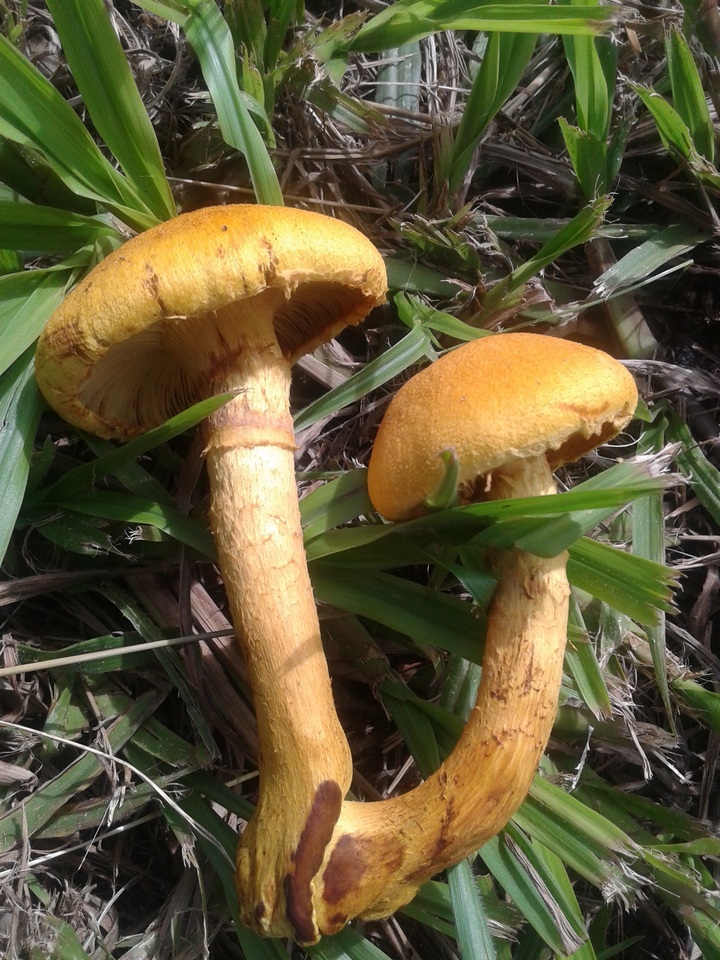 Gymnopilus imperialis image