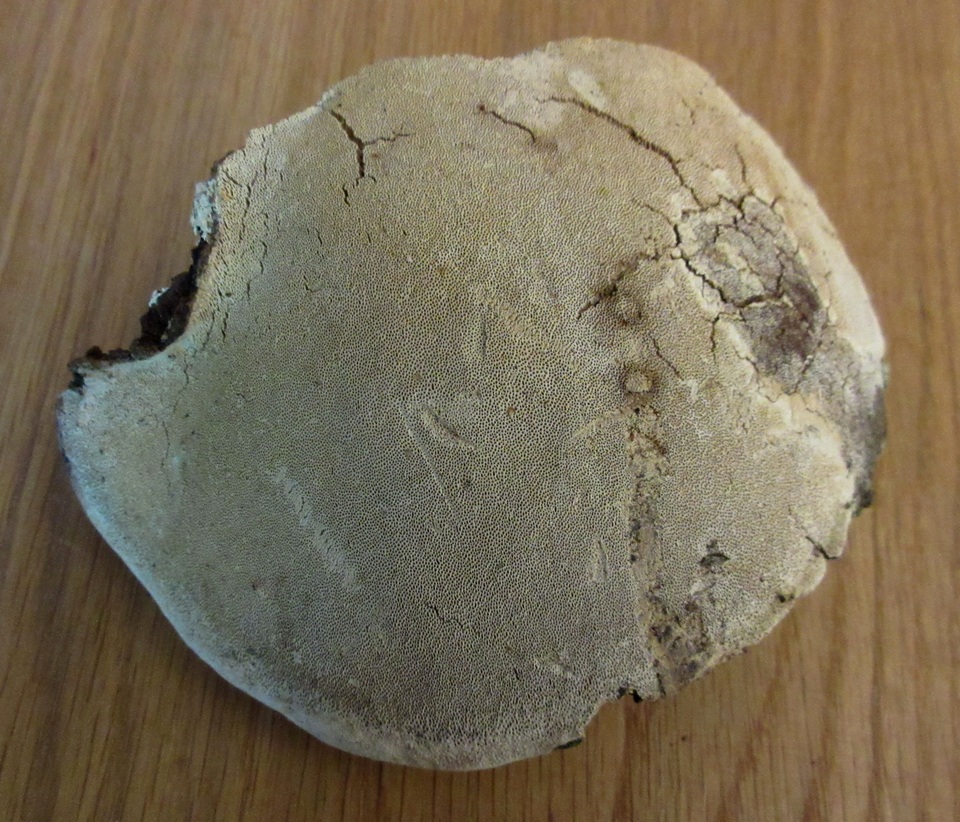 Perenniporia fraxinophila image