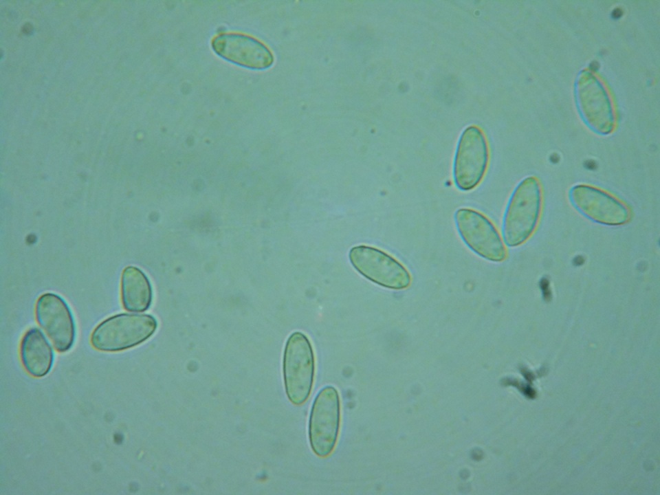 Rutstroemia conformata image