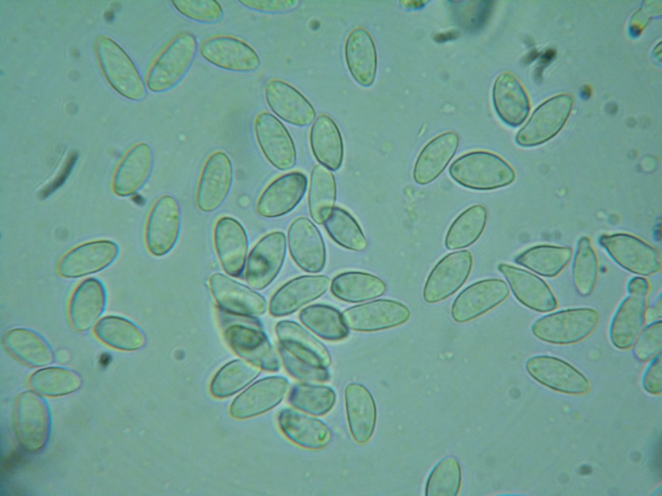 Rutstroemia conformata image