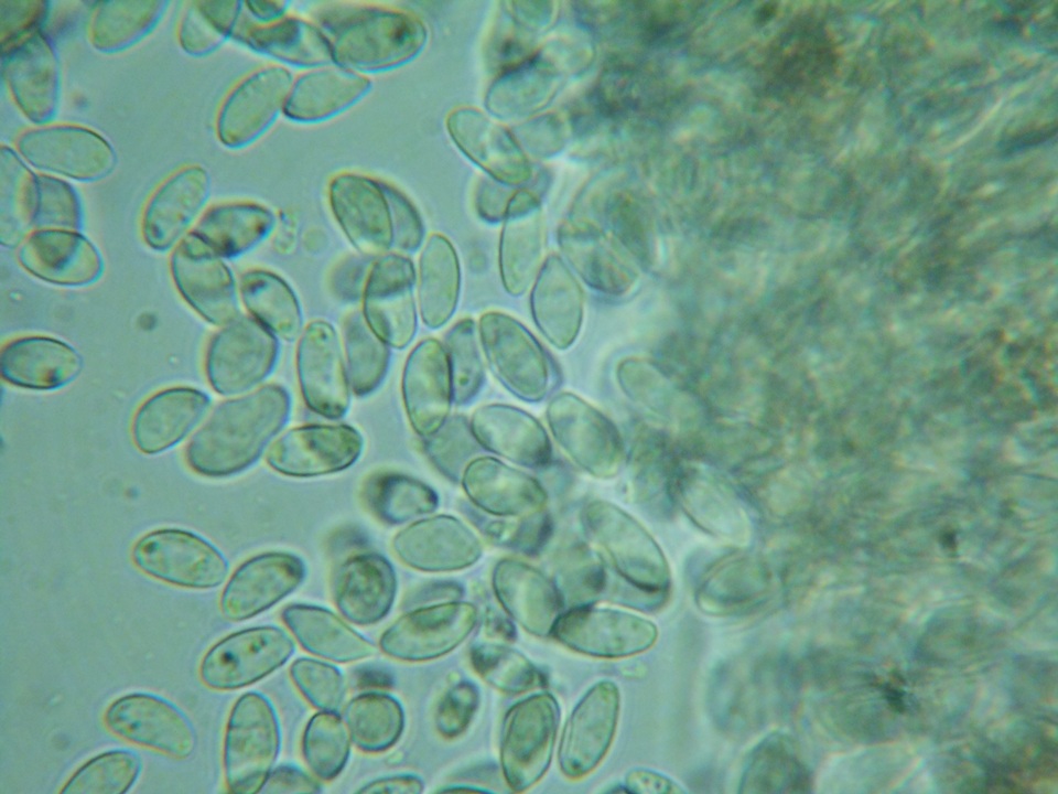 Rutstroemia conformata image