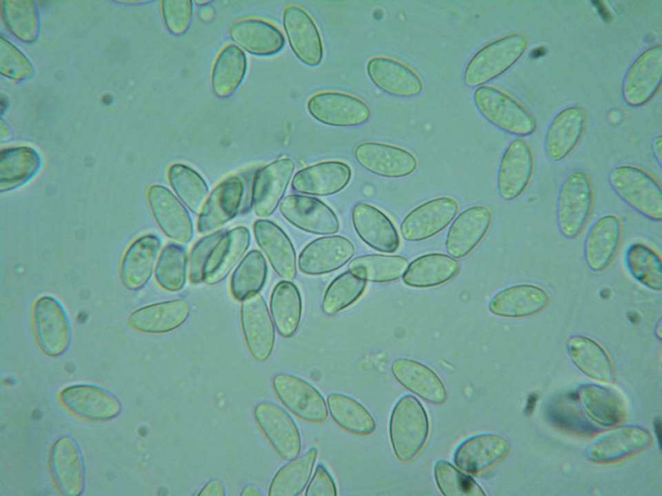 Rutstroemia conformata image