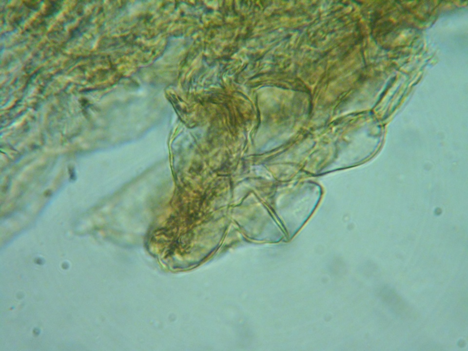 Naucoria subconspersa image