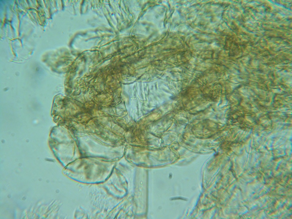 Naucoria subconspersa image